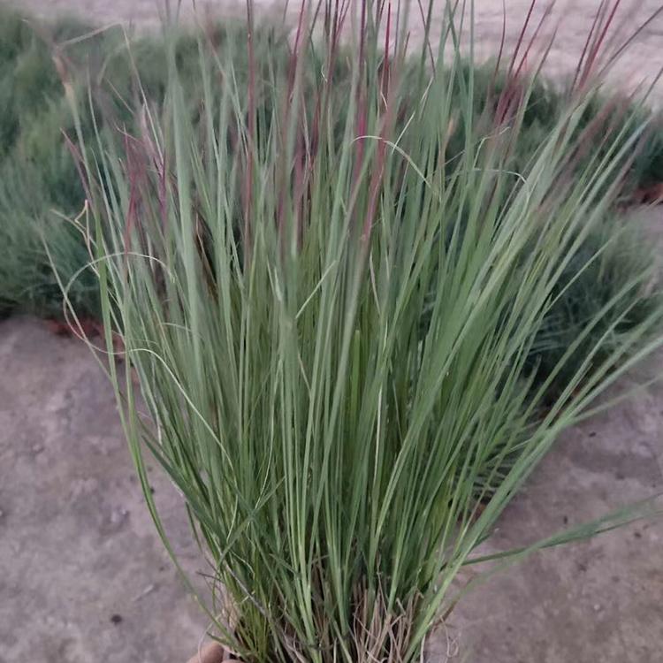 须芒草价格 须芒草基地 大量供应