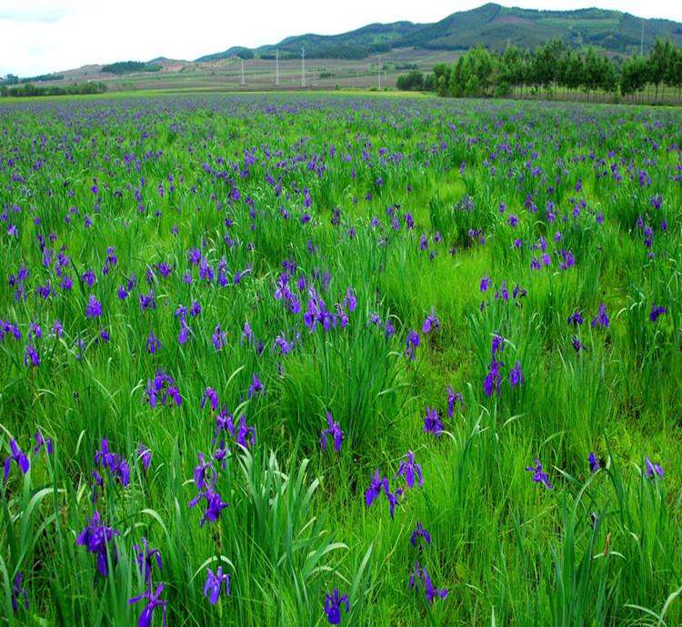 马蔺批发价格 马兰小苗 花海用花 绿化工程 花卉基地直发