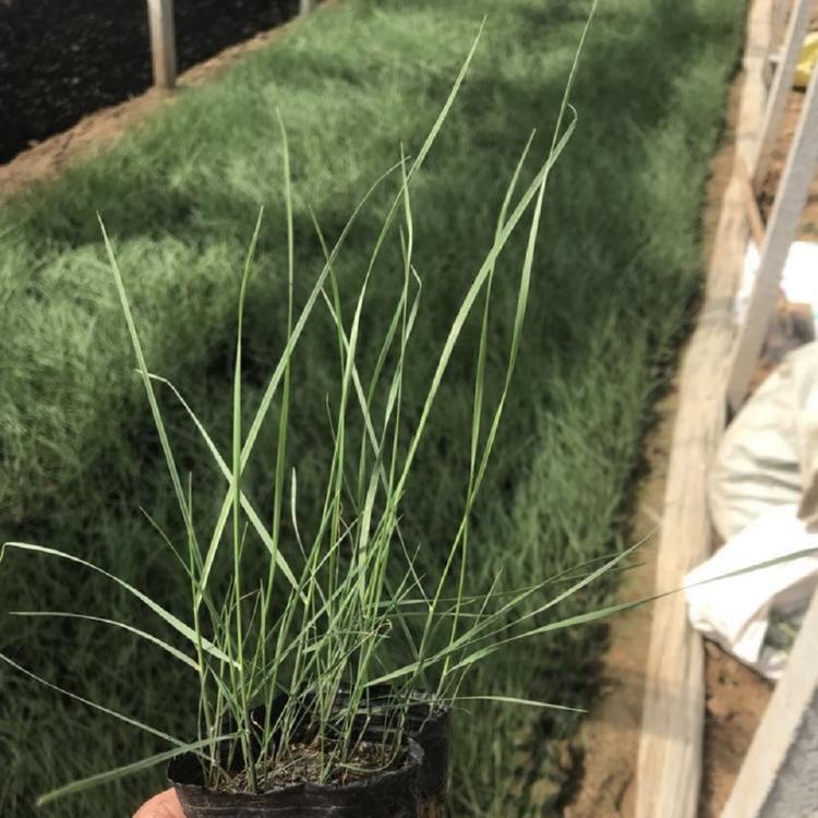 粉黛乱子草批发价格 山东粉黛乱子草