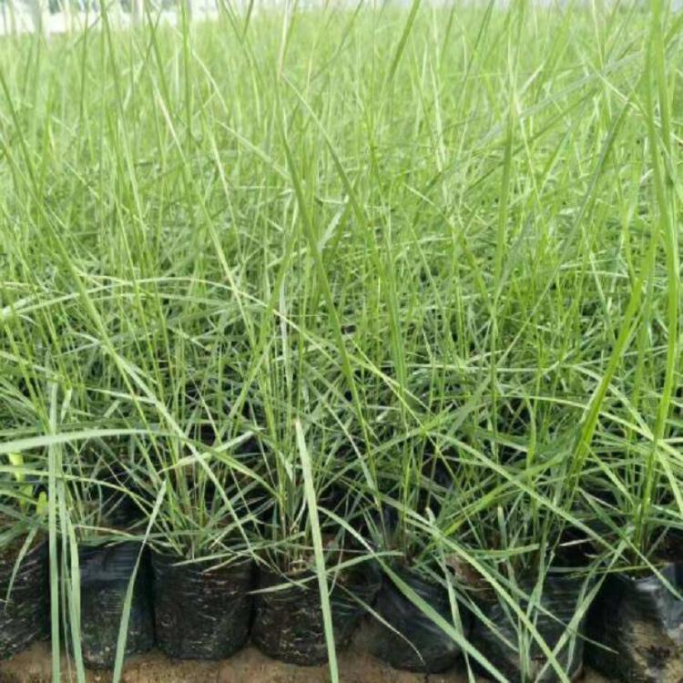粉黛乱子草基地 种植粉黛乱子草 大量供应