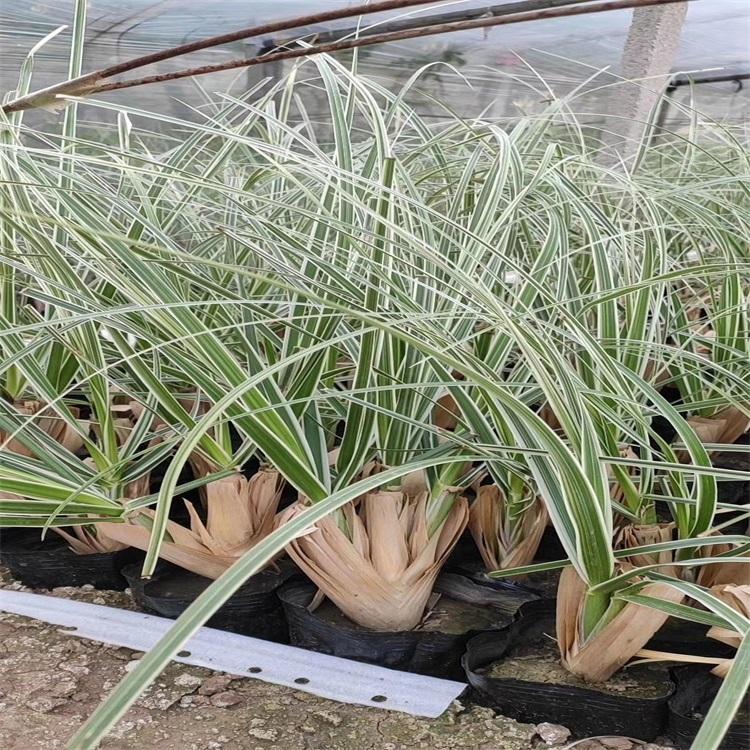 花叶蒲苇 青州花叶蒲苇基地 花叶蒲苇报价 江瑞园艺批发商