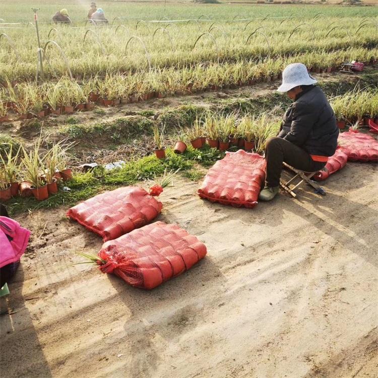 厂家直销花叶蒲苇观赏草 观赏草种子价格