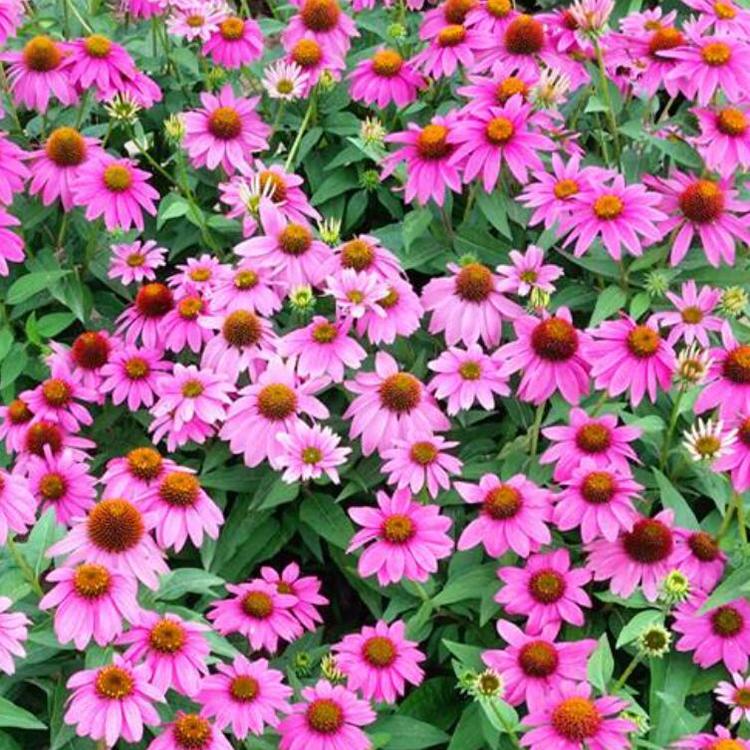 松果菊花海批发价格 山东时令草花基地 园林公路绿化工程用苗