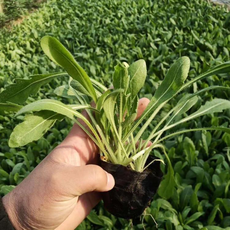 天人菊基地直销 天人菊批发供应 天人菊批发价格 天人菊