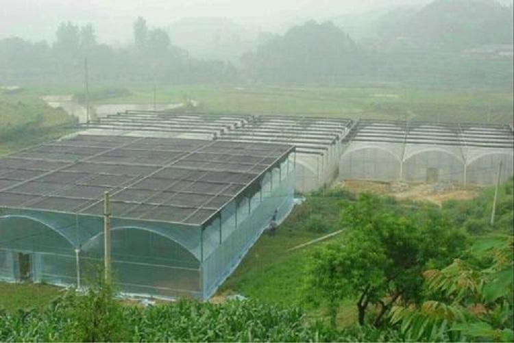 连栋薄膜温室大棚  连栋薄膜温室报价青州阳凯温室