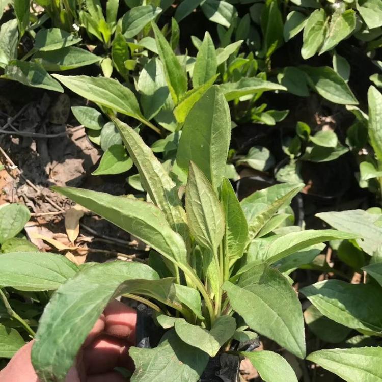 优质松果菊批发价格 松果菊基地直销 松果菊小苗供应 松果菊
