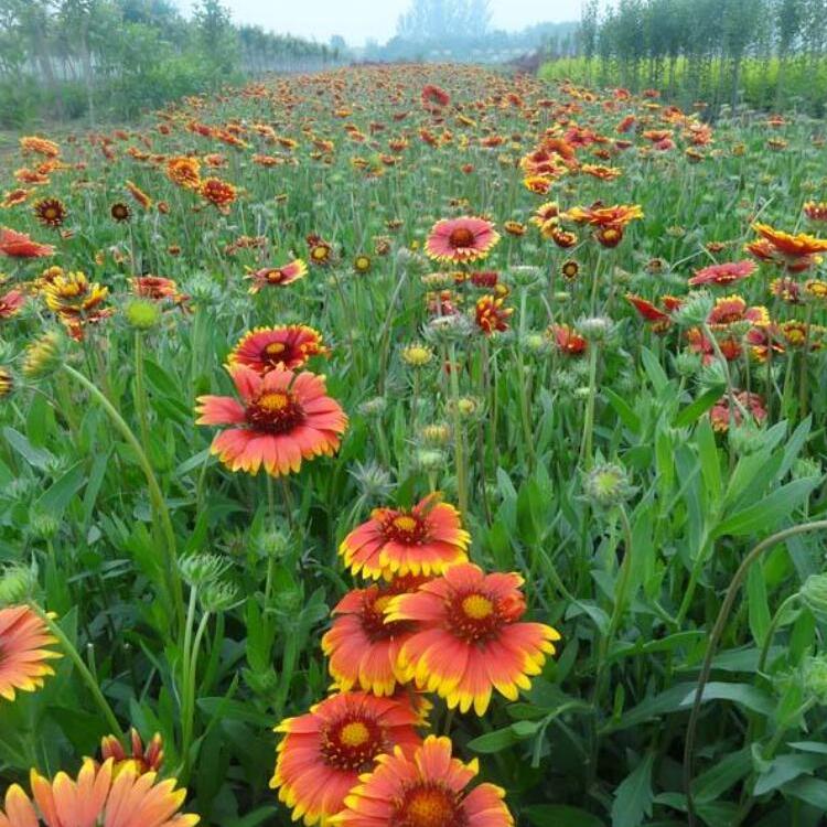天人菊小苗批发价格 花海绿化工程用苗 宿根花卉