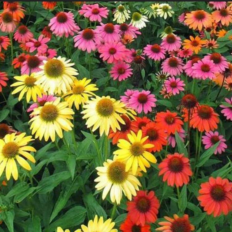 松果菊批发价格 草花批发 花卉种子 基地直发