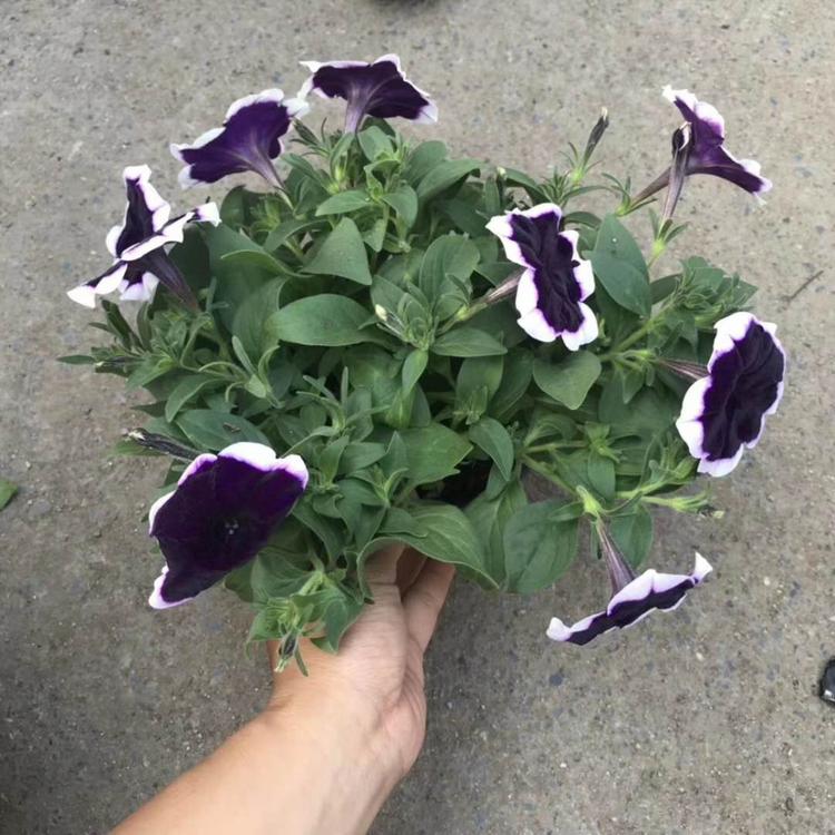 出售矮牵牛 批发销售矮牵牛 牵牛花报价    青州草花基地
