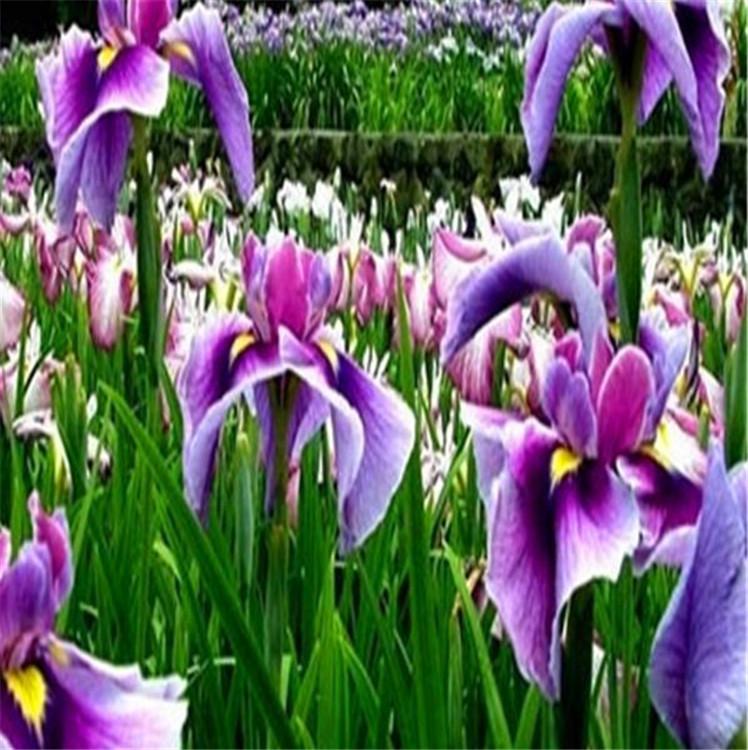 工程绿化马兰花  马兰花小苗 马兰花种植基地 马兰花批发报价