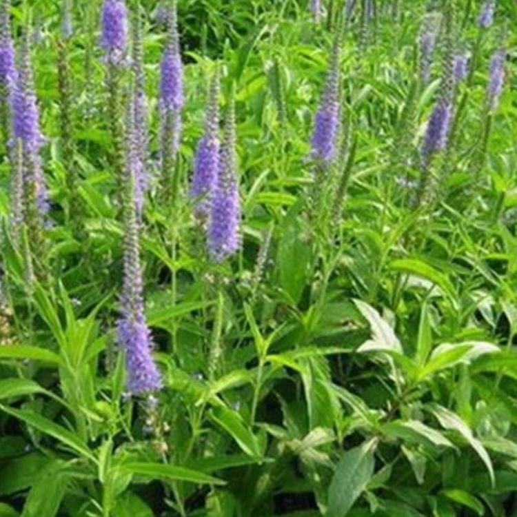 婆婆纳批发 婆婆纳报价 时令草花 青州花卉基地