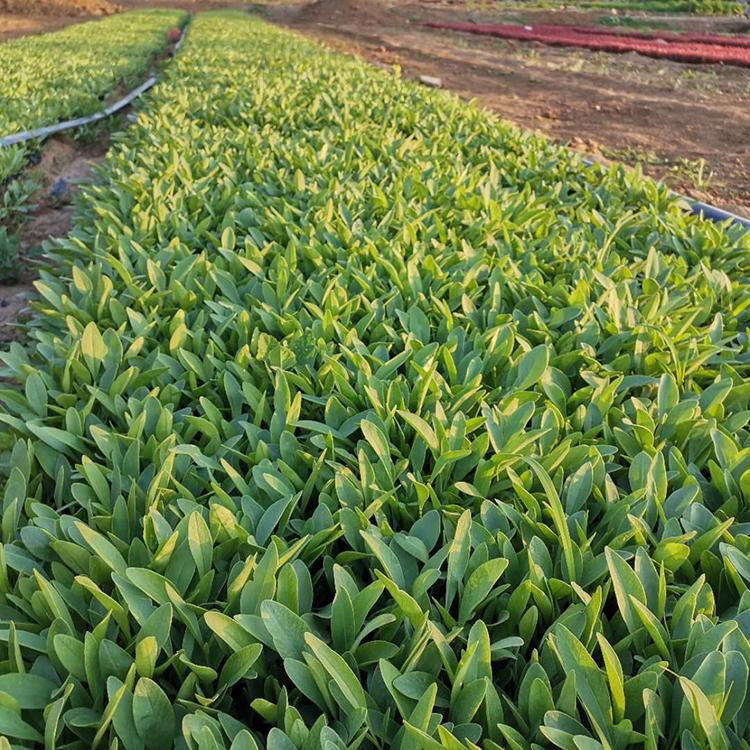 金鸡菊小苗批售 山东金鸡菊价格 金鸡菊基地
