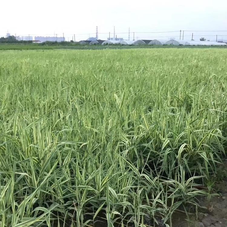 花叶芦竹幼苗批发 水生植物 芦苇小苗 河道湖泊绿化工程