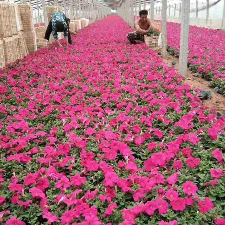 基地直销矮牵牛 矮牵牛批发商 期待您的到来