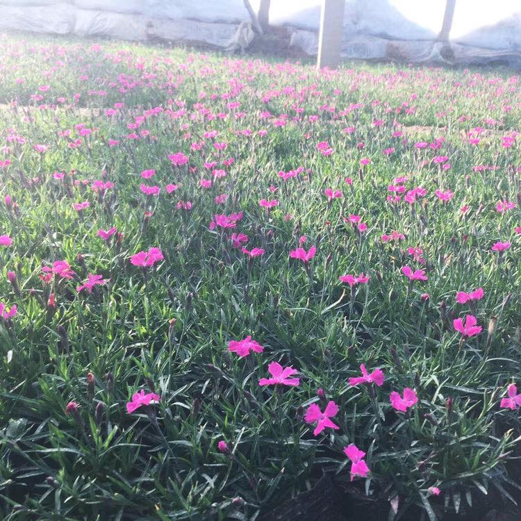 欧石竹杯苗 欧石竹杯苗销售 青州欧石竹杯苗