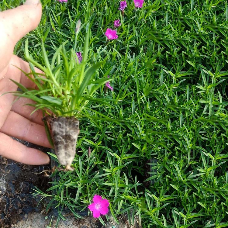 欧石竹小苗 欧石竹小苗种植基地 安徽欧石竹小苗