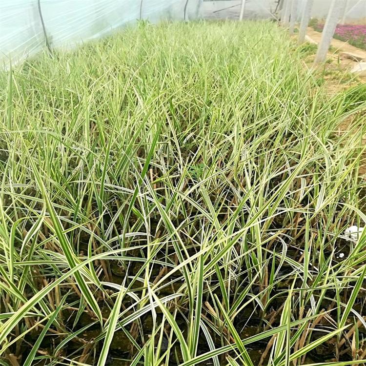花叶芒 花叶芒价格 青州花叶芒基地 花叶芒湿地绿化找江瑞