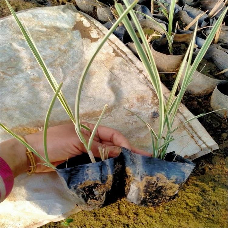 大量批发细叶芒 斑叶芒 花叶芒 湿地绿化工程苗 基地直销