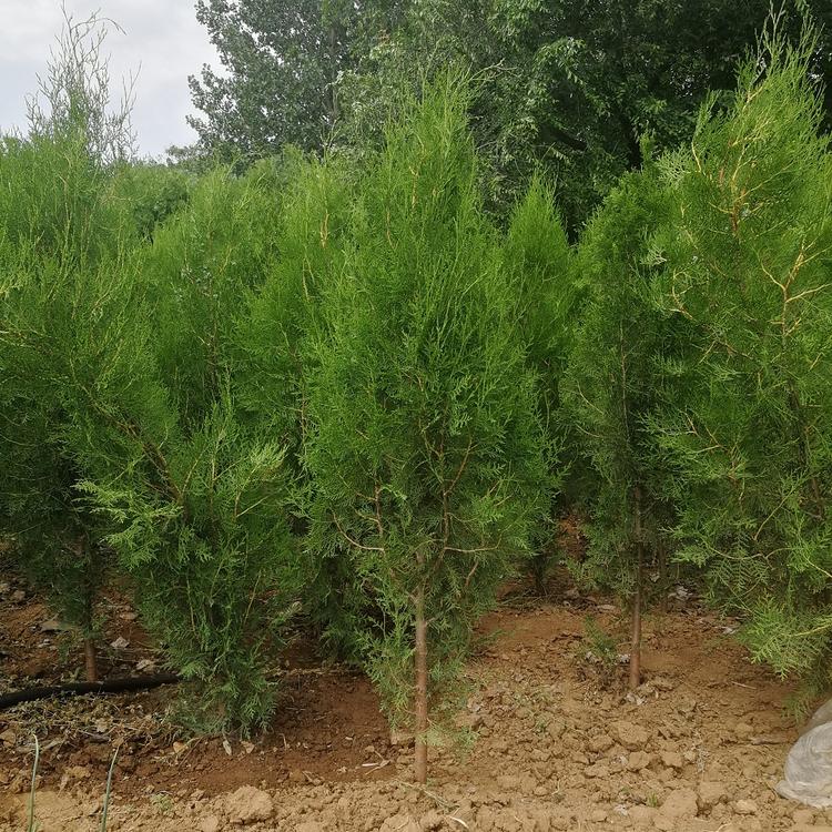 质优价廉侧柏批发150厘米侧柏种植基地