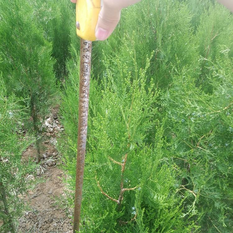 欢迎咨询侧柏供货商150厘米侧柏培育
