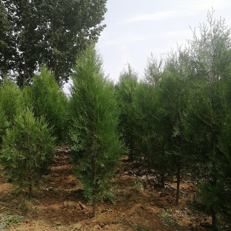 现货出售侧柏供货商150厘米侧柏供货商