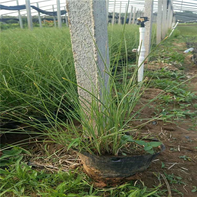 细叶芒种植基地