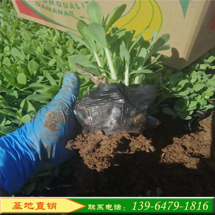 粉花八宝景天种植 多肉八宝景天批发商 山东八宝景天找彩诺园艺