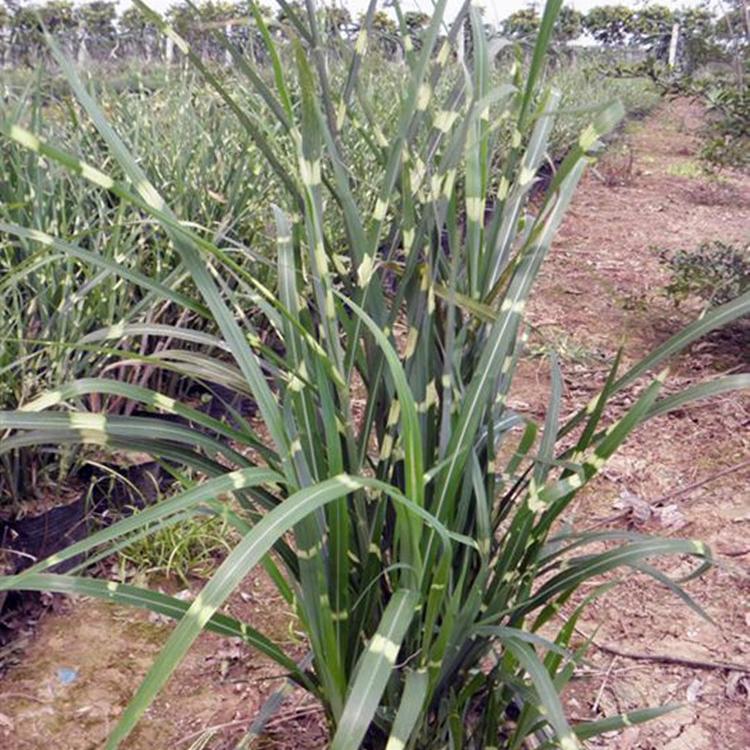 斑叶芒 斑叶芒价格 青州斑叶芒基地 江瑞观赏草斑叶芒