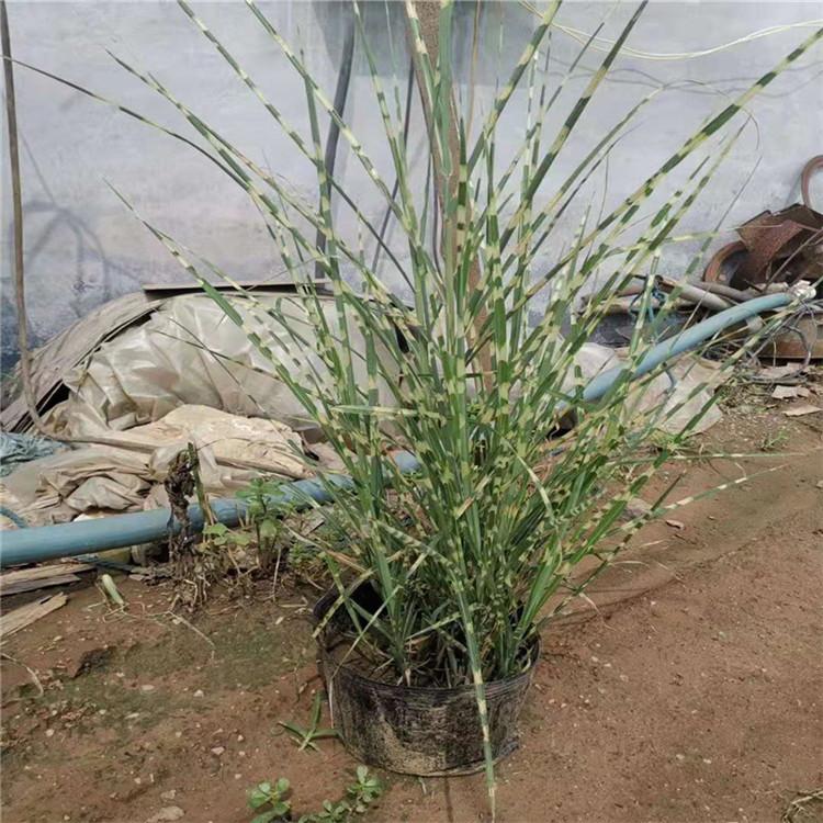 多芽斑叶芒 斑叶芒价格 斑叶芒基地