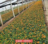 孔雀草 孔雀草小苗价格 欢迎来电咨询 轩琪生态<em>农业</em>