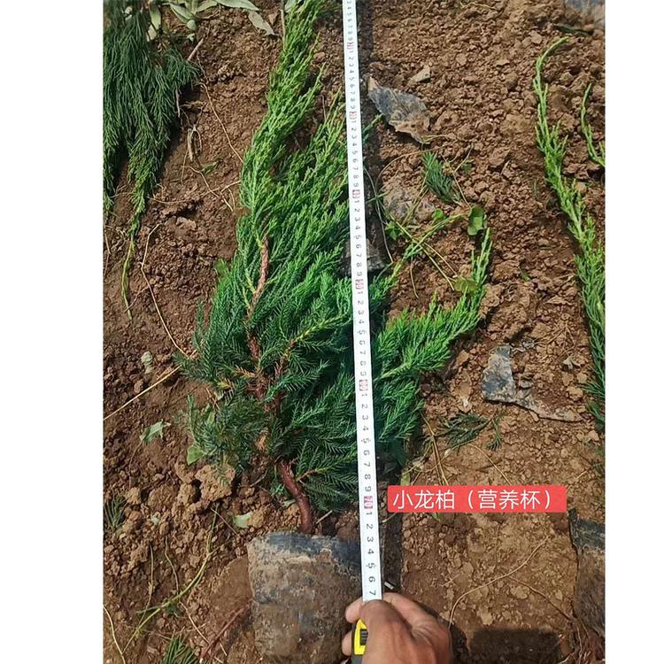 成活率高的小龙柏 小龙柏种植基地 轩琪 欢迎致电