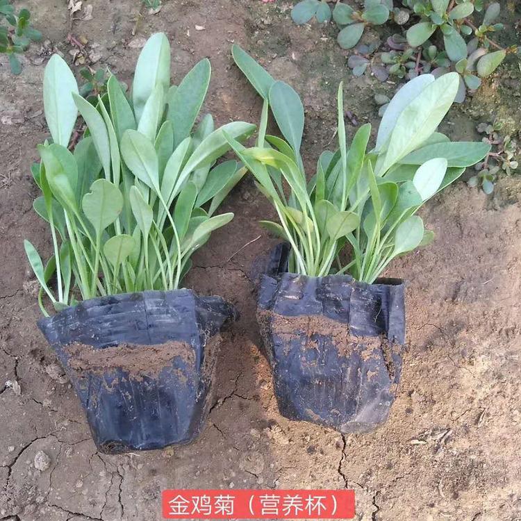 量大从优 青州金鸡菊 金鸡菊种植基地 轩琪 价格优惠