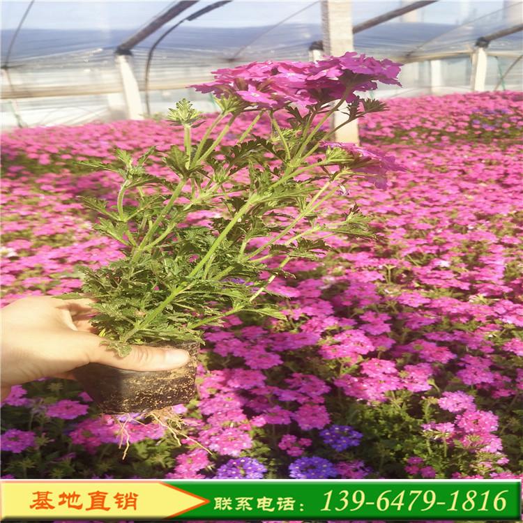 供应宿根美女樱 细叶美女樱批发 山东彩诺美女樱繁育基地
