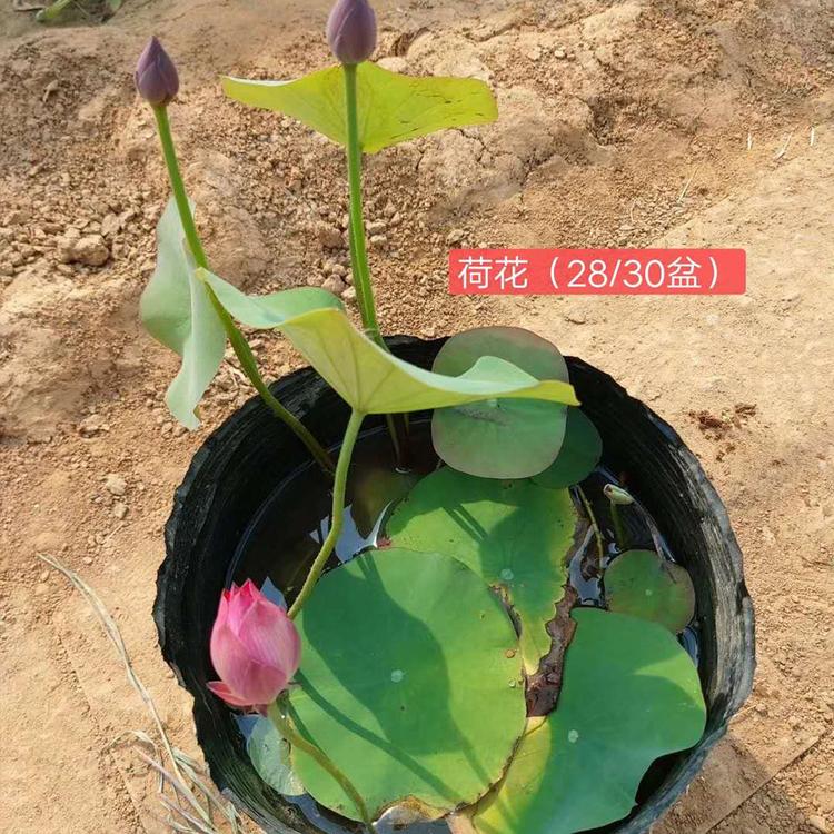 荷花价格 荷花盆苗 荷花种植基地 轩琪 荷花培育基地