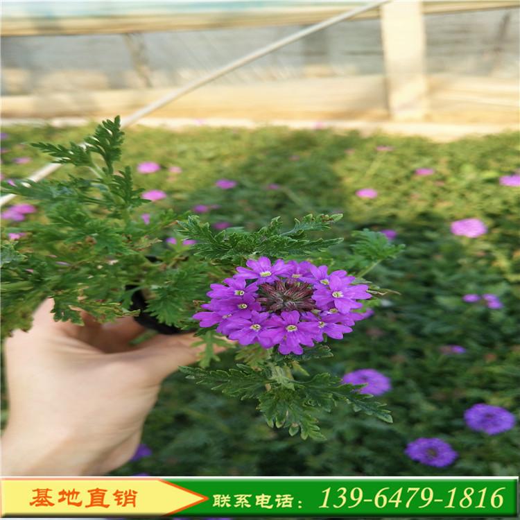 美女樱新品上市 红色细叶美女樱颜色齐全 山东彩诺青州花卉市场
