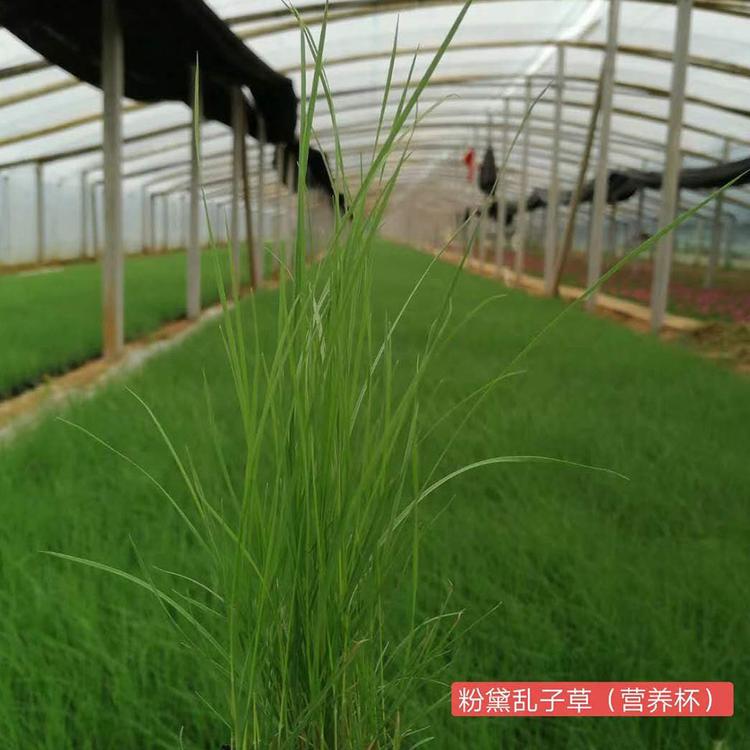粉黛乱子草杯苗 粉黛乱子草批发价格 粉黛乱子草基地直销