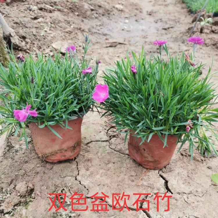 欧石竹价格 咨询鑫国园林花卉基地 直销欧石竹