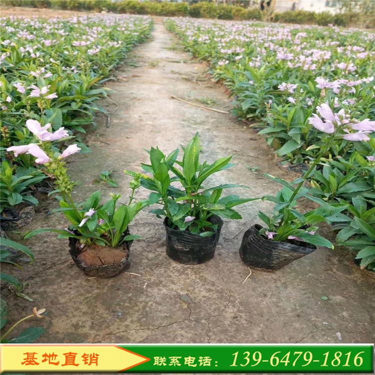 宿根花卉假龙头 地被景观建设假龙头花苗 青州花卉基地