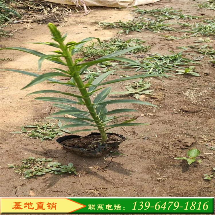 假龙头营养杯苗价格 多年生宿根花卉 市政绿化工程基地直销山东彩诺