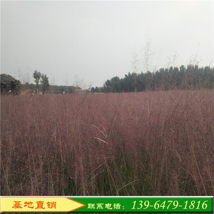 粉黛乱子草网红草 粉红花海景观粉黛乱子草 现货直销