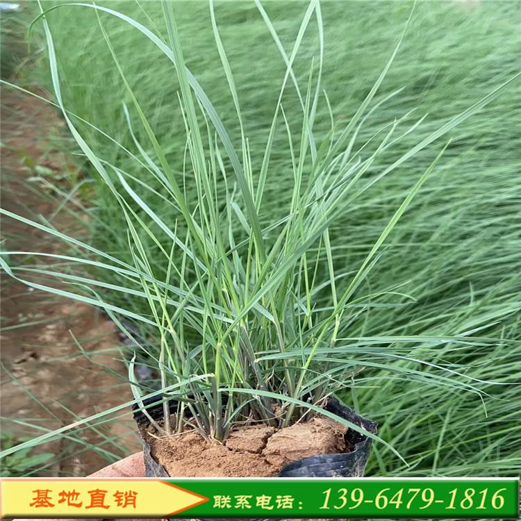 网红草粉黛乱子草小苗价格 景观花卉粉色花海 毛芒乱子草山东彩诺