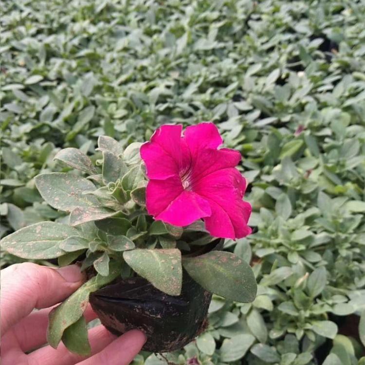 基地大量出售矮牵牛 弘达园林矮牵牛 矮牵牛批发报价 一分利质量优