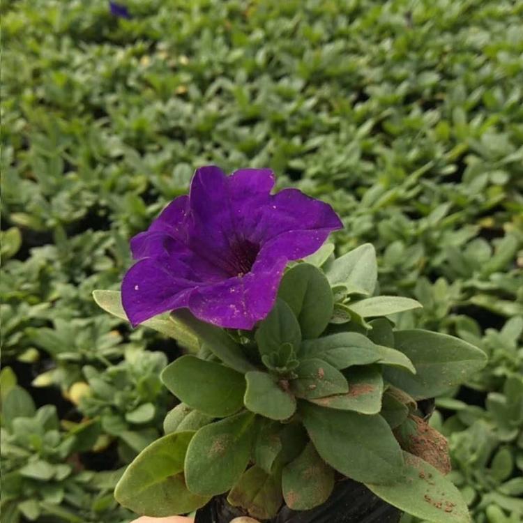 矮牵牛批发价格 矮牵牛