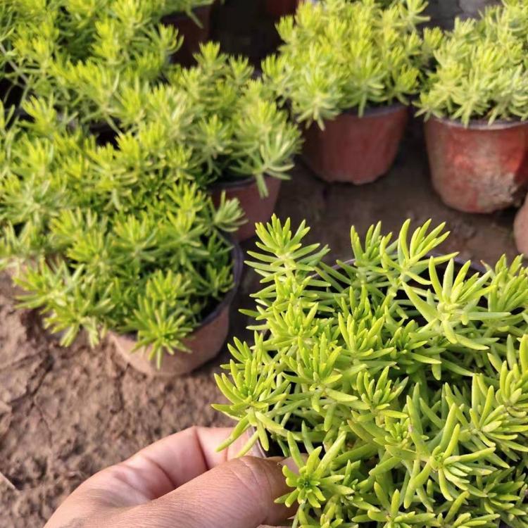 佛甲草价格佛甲草批发
