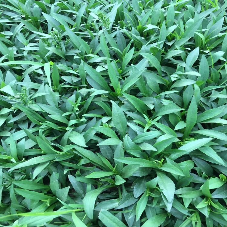 荷兰菊自家苗圃种植青州天一花卉种植荷兰菊