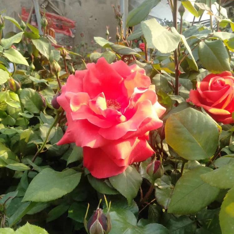 大花月季种植基地常年供应大花月季营养杯苗