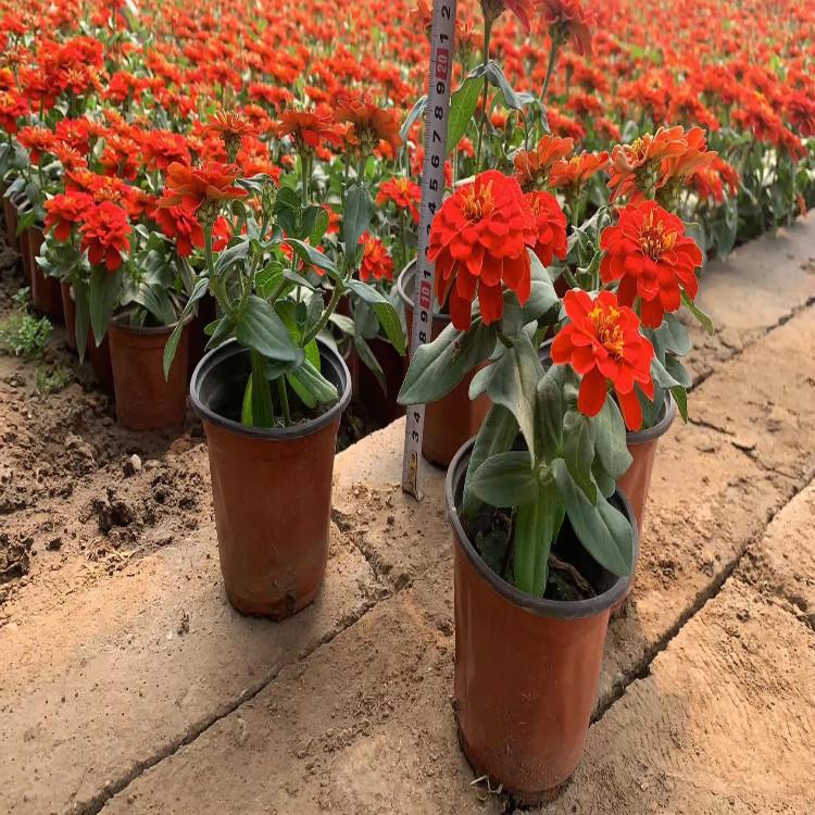 百日草花海用苗百日草时令草花观赏基地