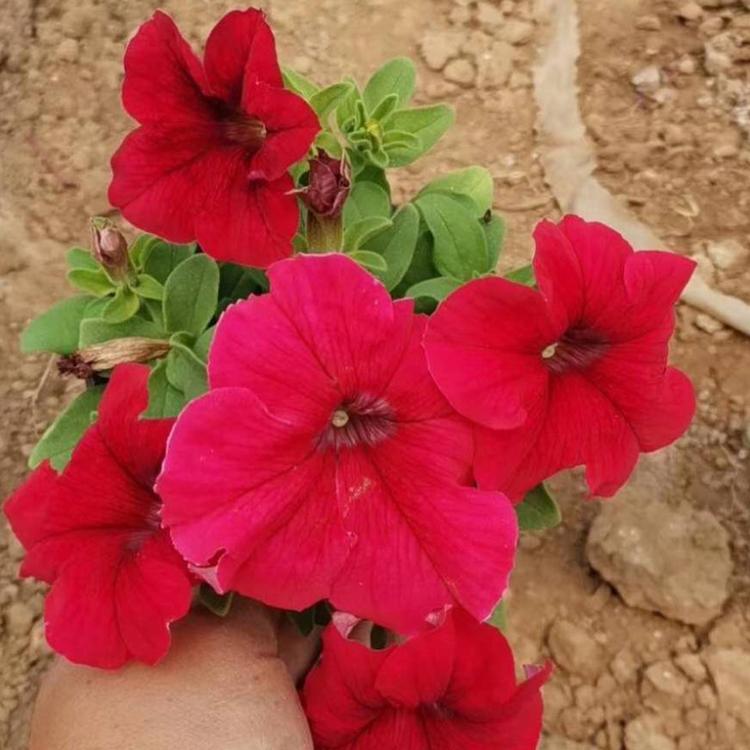 矮牵牛价格 矮牵牛杯苗 牵牛种植基地