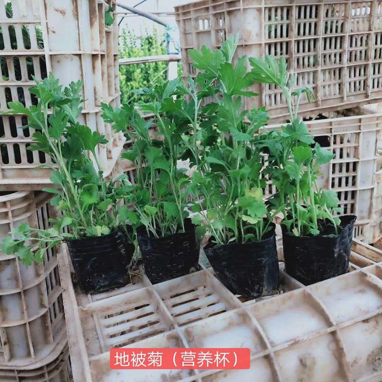供应地被菊 山东地被菊 地被菊种植基地 轩琪