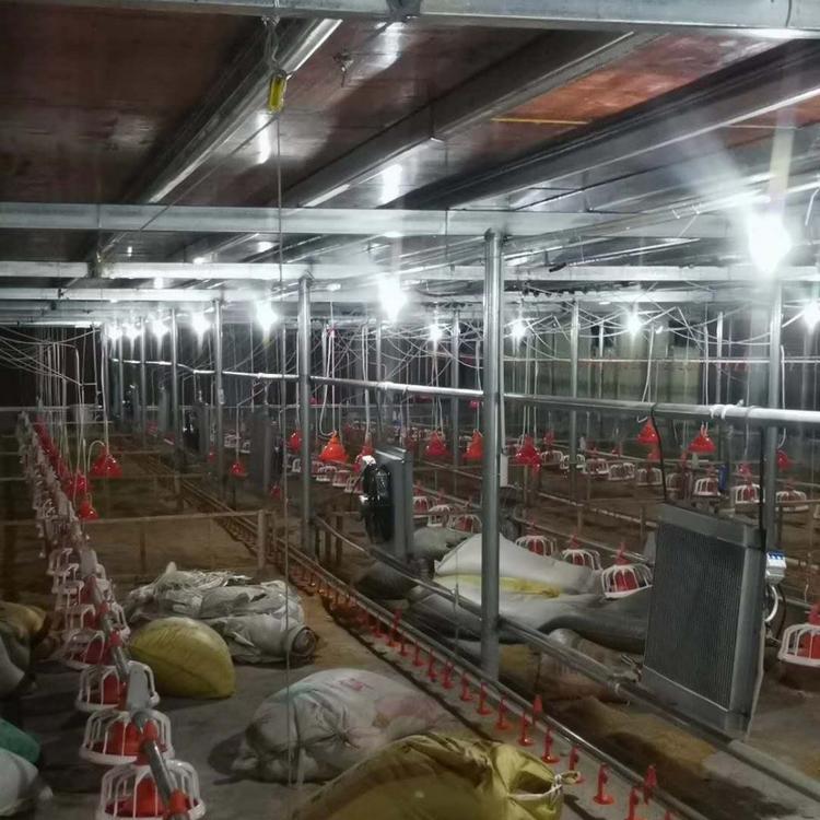 大量供应肉鸡自动喂料设备 富禾农牧生产加工料线 服务好 质量好